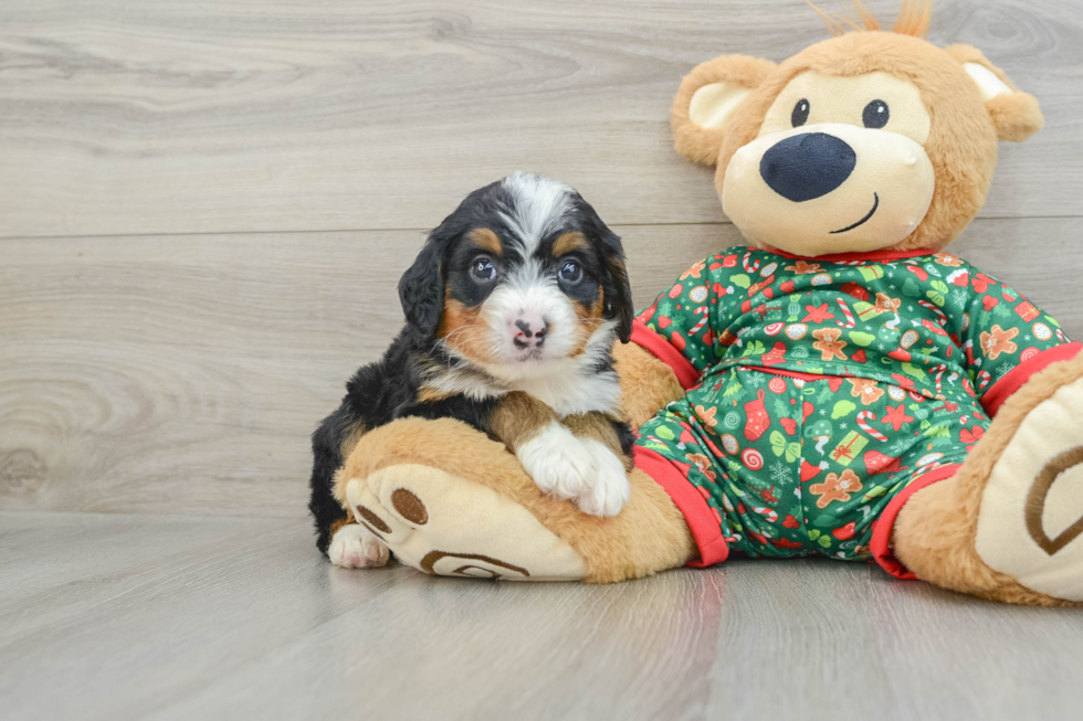 Funny Mini Bernedoodle Poodle Mix Pup