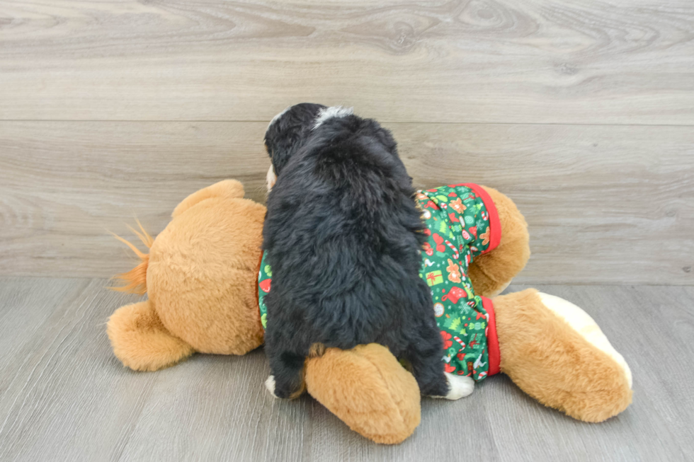 Little Mini Bernese Poodle Poodle Mix Puppy