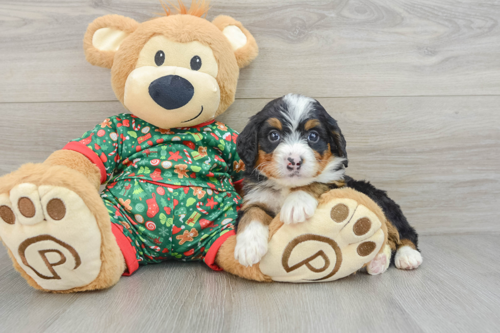 Energetic Mini Bernadoodle Poodle Mix Puppy