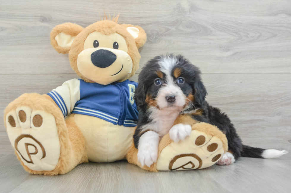 6 week old Mini Bernedoodle Puppy For Sale - Premier Pups