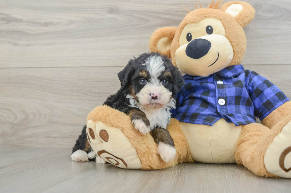 7 week old Mini Bernedoodle Puppy For Sale - Premier Pups