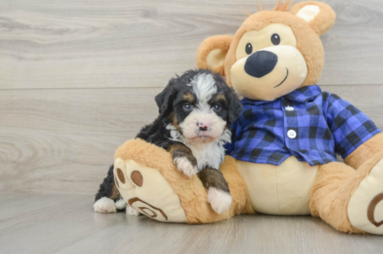 Mini Bernedoodle Pup Being Cute