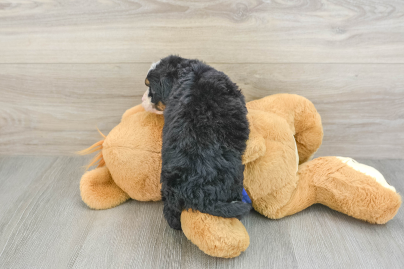 Meet Aisha - our Mini Bernedoodle Puppy Photo 2/6 - Premier Pups