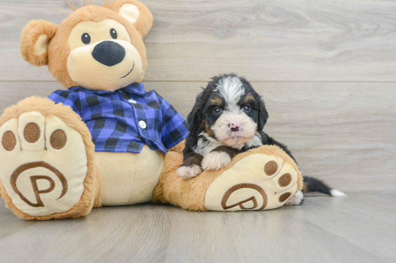 Meet Aisha - our Mini Bernedoodle Puppy Photo 3/6 - Premier Pups