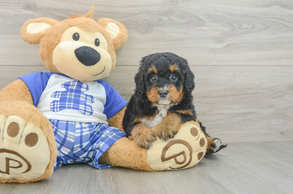 5 week old Mini Bernedoodle Puppy For Sale - Premier Pups