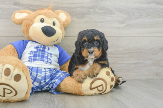 Cute Mini Bernedoodle Baby