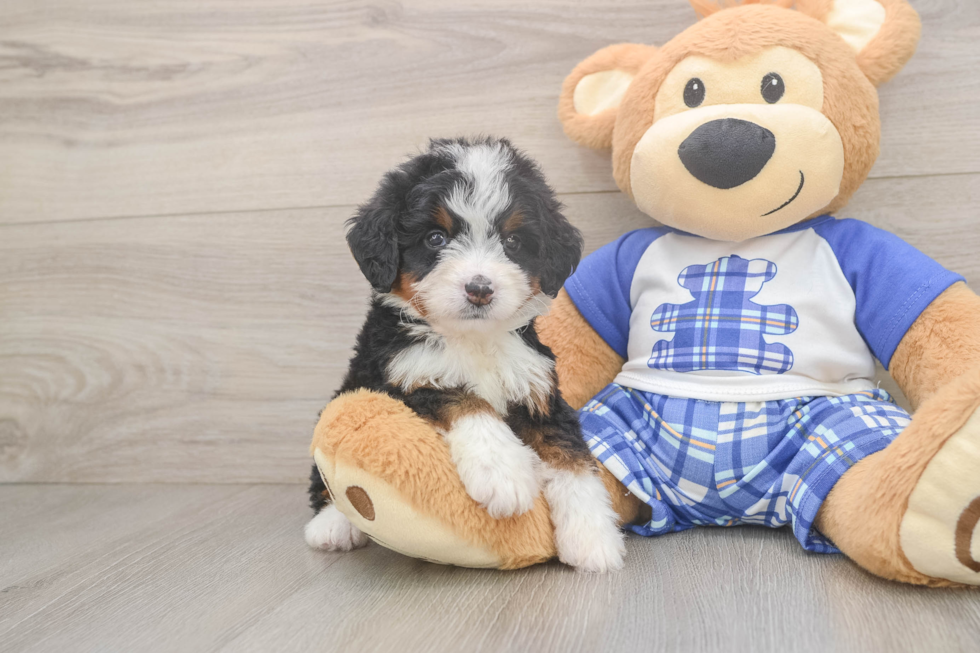 Mini Bernedoodle Puppy for Adoption
