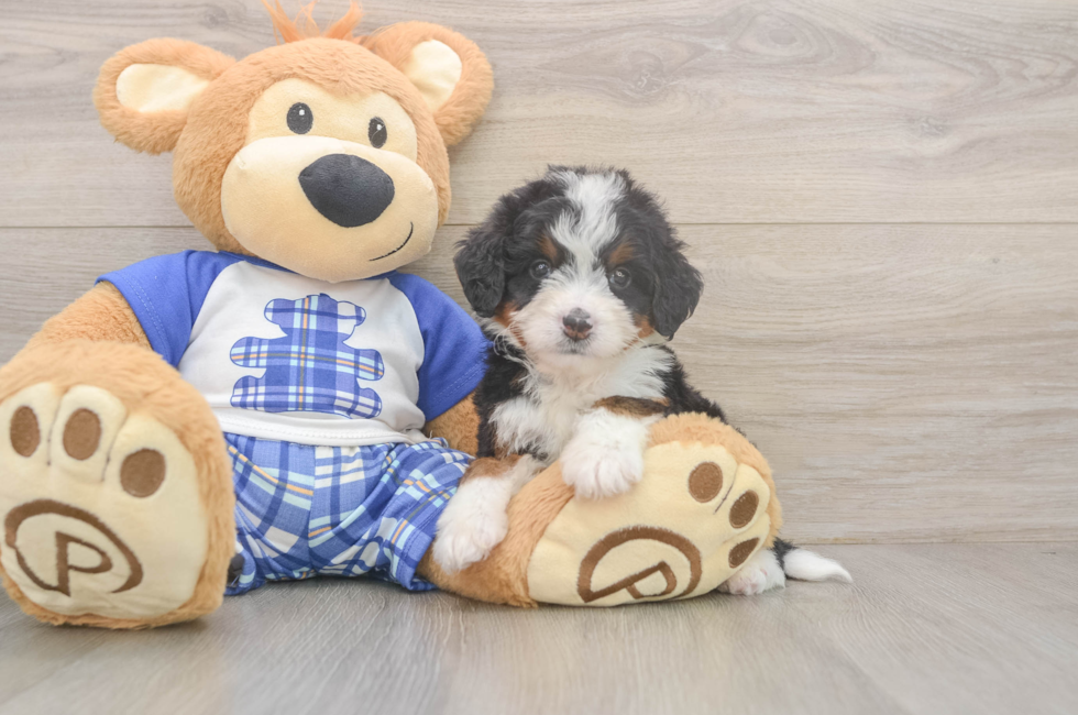 5 week old Mini Bernedoodle Puppy For Sale - Premier Pups