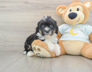 7 week old Mini Bernedoodle Puppy For Sale - Premier Pups