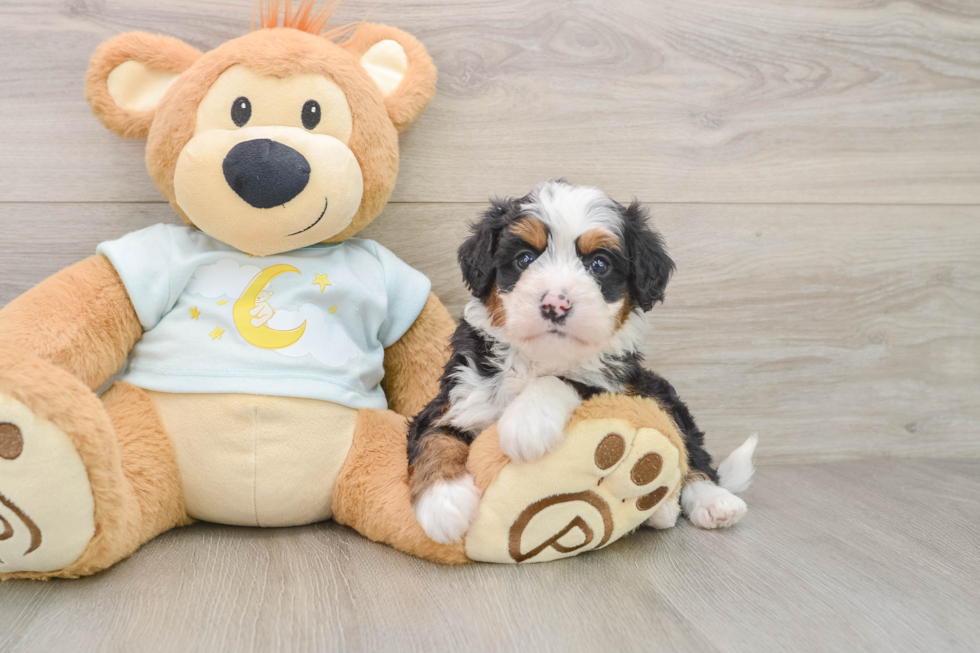 Friendly Mini Bernedoodle Baby