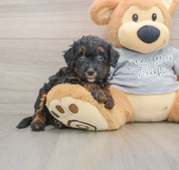 7 week old Mini Bernedoodle Puppy For Sale - Premier Pups