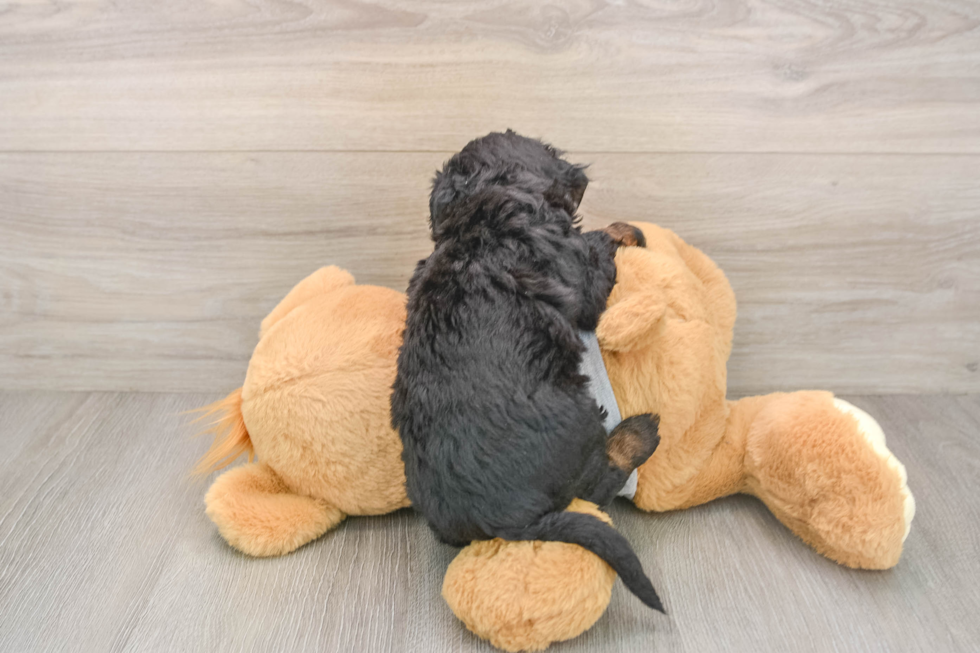 Energetic Mini Bernesedoodle Poodle Mix Puppy