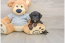 Happy Mini Bernedoodle Baby