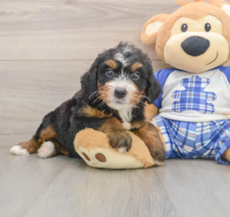 7 week old Mini Bernedoodle Puppy For Sale - Premier Pups