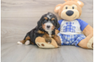 Mini Bernedoodle Puppy for Adoption