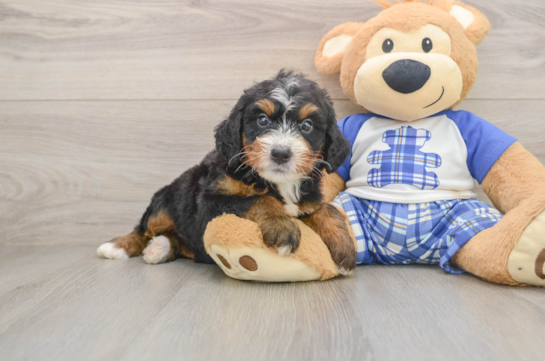 Mini Bernedoodle Puppy for Adoption