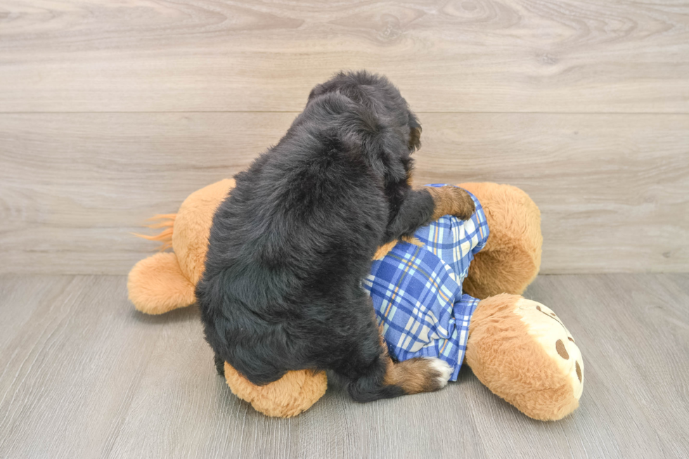 Fluffy Mini Bernedoodle Poodle Mix Pup