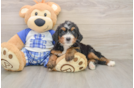 Little Mini Bernadoodle Poodle Mix Puppy