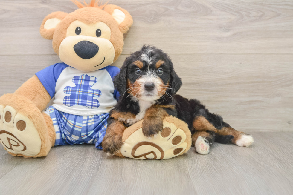 Little Mini Bernadoodle Poodle Mix Puppy