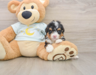 6 week old Mini Bernedoodle Puppy For Sale - Premier Pups