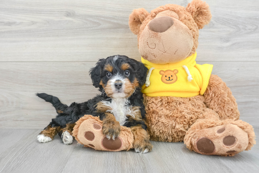 Mini Bernedoodle Pup Being Cute