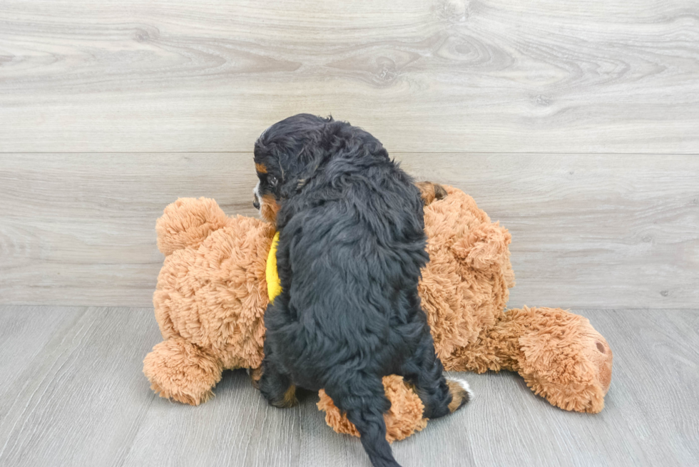 Best Mini Bernedoodle Baby