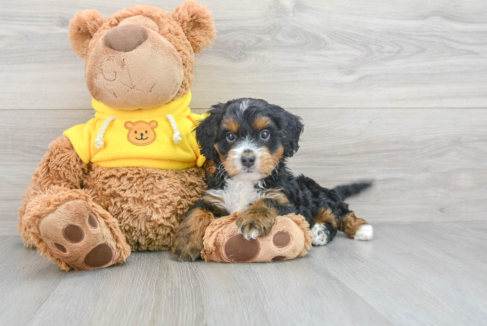 Happy Mini Bernedoodle Baby