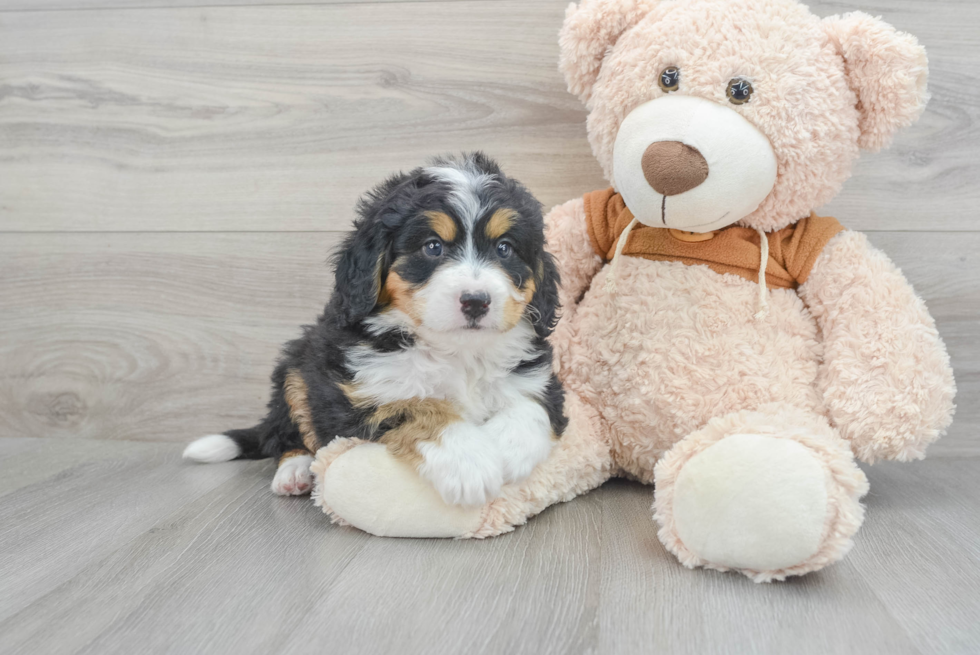 Mini Bernedoodle Puppy for Adoption