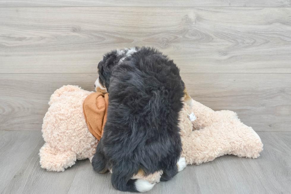 Adorable Mini Berniedoodle Poodle Mix Puppy