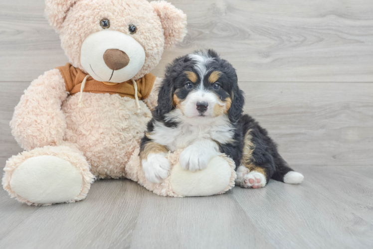 Best Mini Bernedoodle Baby