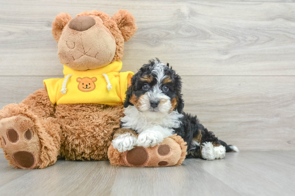 6 week old Mini Bernedoodle Puppy For Sale - Premier Pups