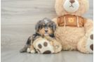 Best Mini Bernedoodle Baby