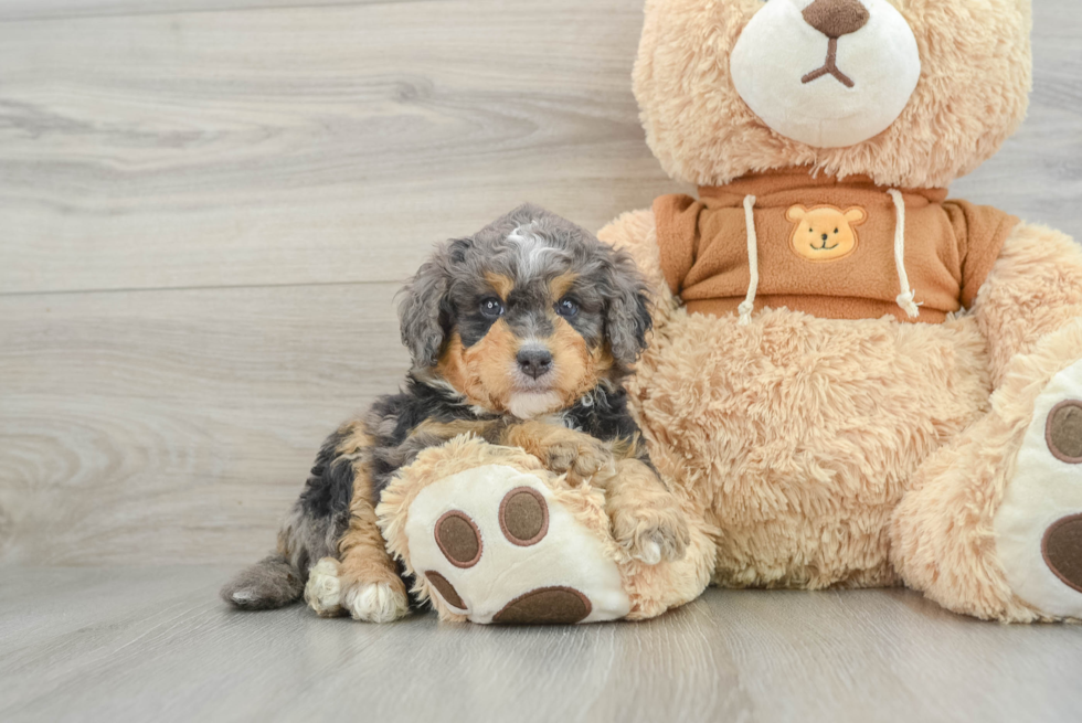 Best Mini Bernedoodle Baby