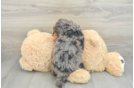 Funny Mini Bernedoodle Poodle Mix Pup