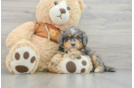 Best Mini Bernedoodle Baby