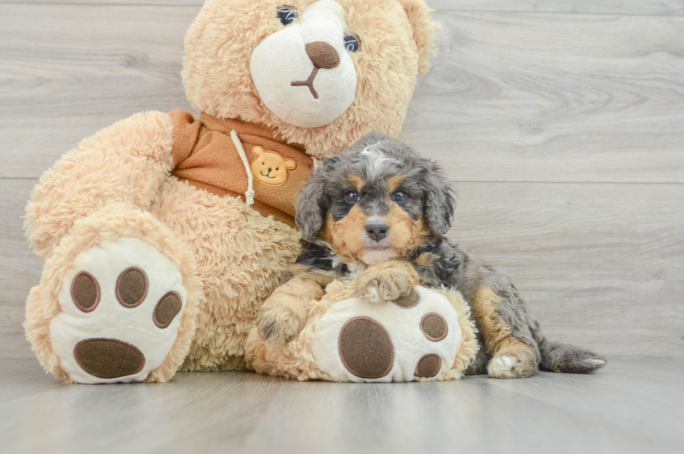 6 week old Mini Bernedoodle Puppy For Sale - Premier Pups