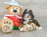 6 week old Mini Bernedoodle Puppy For Sale - Premier Pups