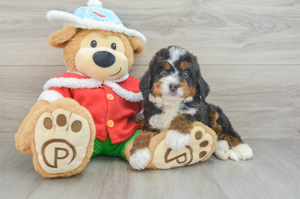 5 week old Mini Bernedoodle Puppy For Sale - Premier Pups