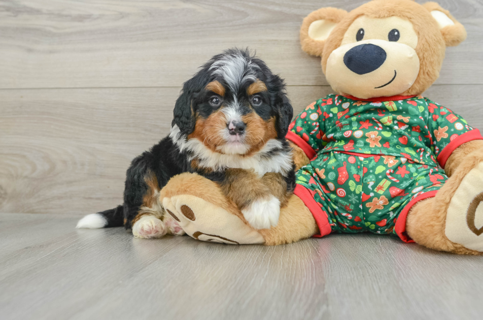 5 week old Mini Bernedoodle Puppy For Sale - Premier Pups