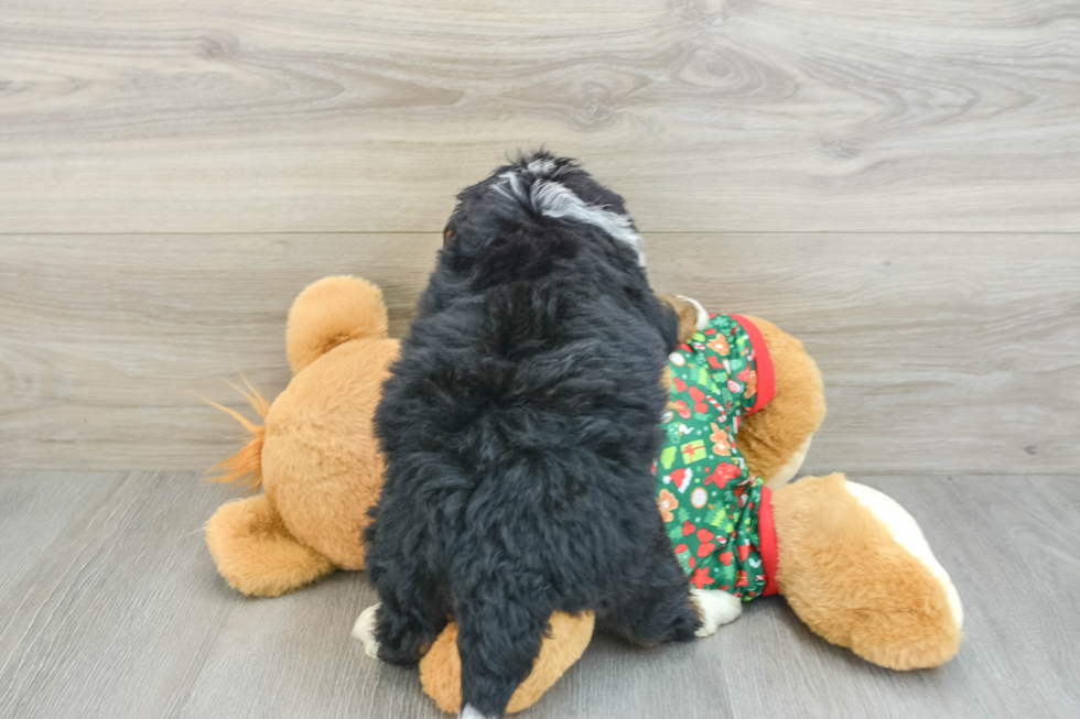 Best Mini Bernedoodle Baby