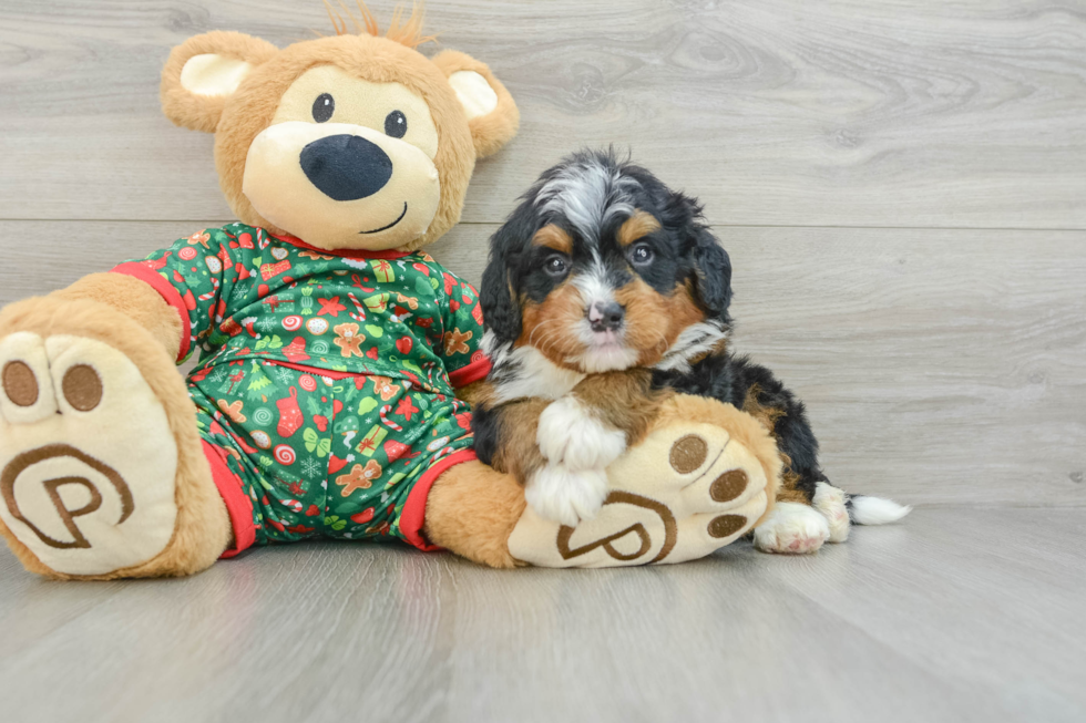 Best Mini Bernedoodle Baby