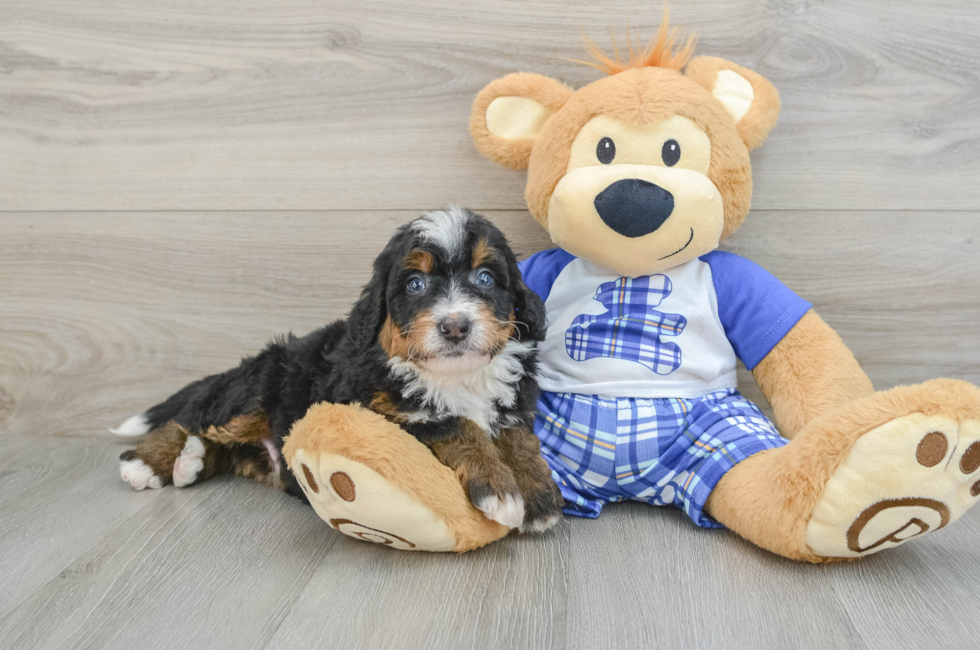 6 week old Mini Bernedoodle Puppy For Sale - Premier Pups