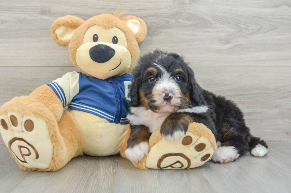 6 week old Mini Bernedoodle Puppy For Sale - Premier Pups