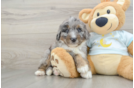 Mini Bernedoodle Puppy for Adoption