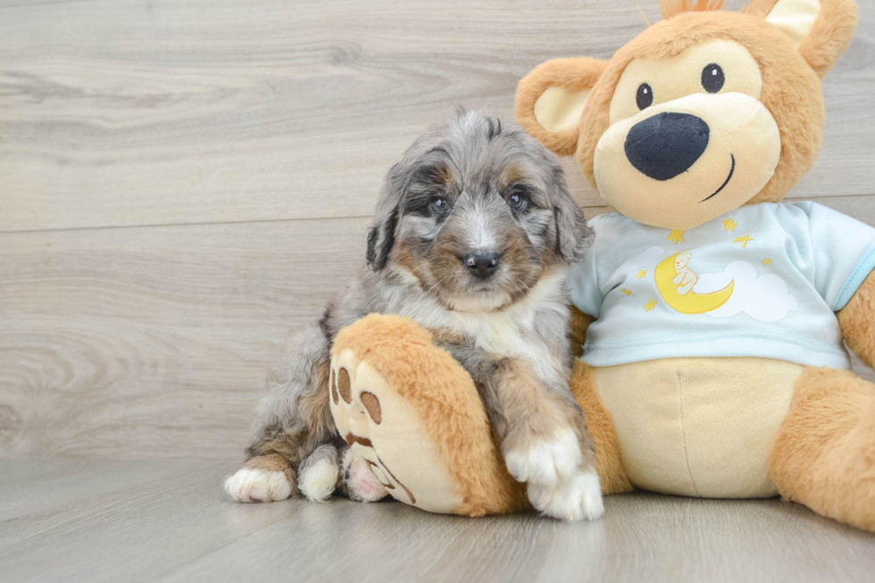 Mini Bernedoodle Puppy for Adoption