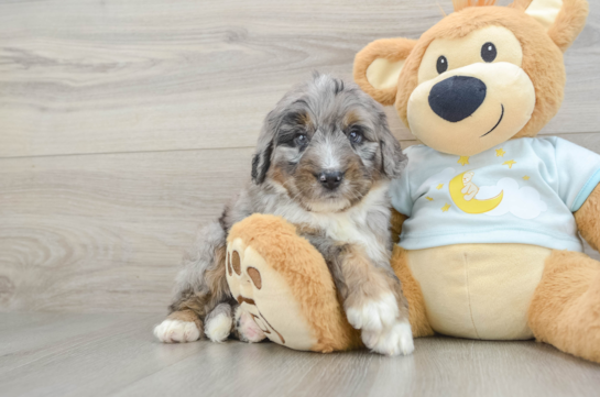 Mini Bernedoodle Puppy for Adoption