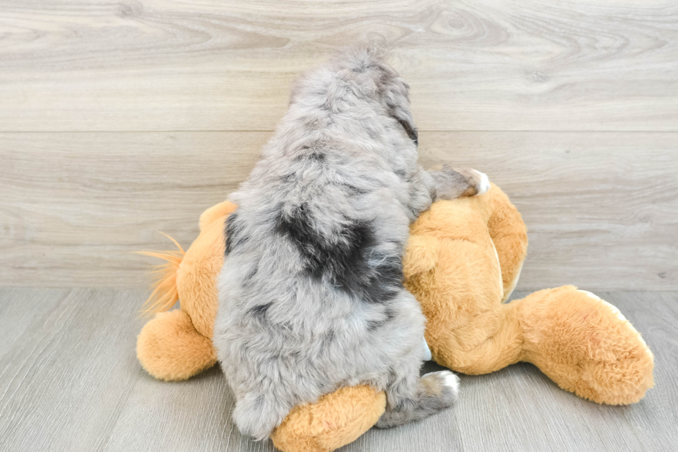 Mini Bernedoodle Pup Being Cute