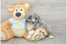 Energetic Bernadoodle Poodle Mix Puppy