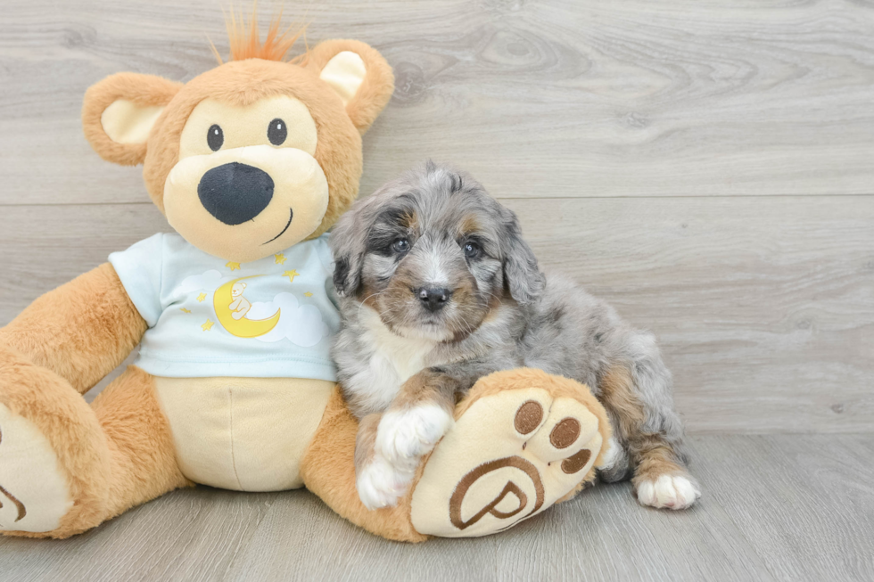 Energetic Bernadoodle Poodle Mix Puppy