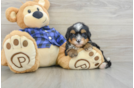 Mini Bernedoodle Puppy for Adoption